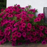 Bolesti i štetočine petunija i njihova kontrola